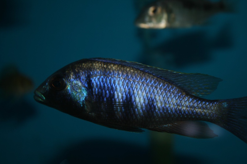 Placidochromis electra 'Chiofu Bay'
